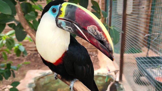 View of a striking Ramphastos tucanus perched gracefully on a branch, displaying its vibrant multicolored beak, vivid plumage, and bold markings inside a lush green aviary with natural surroundings.