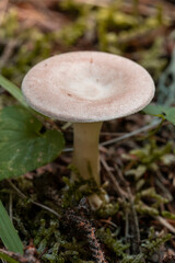 A single, light mushroom stands amidst green moss & forest debris. Its cap is subtly textured with a slight central depression, typical of woodland fungi. Clitocybe infundibuliformis