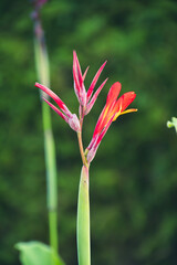 Red and orange tropical flower close-up on blurred green background
