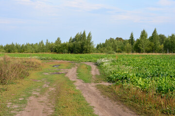Dirt road through a field with trees under a blue sky