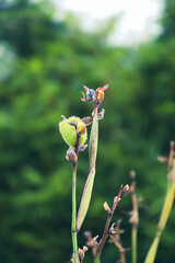 Green Canna indica fruit on blurred natural background – vertical botanical photo