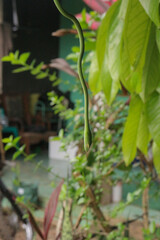 Emerald Green Snake Hanging, Blurry Background, Tropical Garden