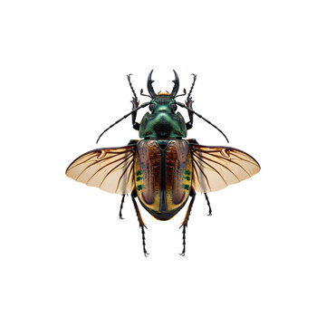 Realistic Green Beetle Insect for Halloween Nature orror Themes and Creepy Crawling Decor