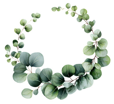 Watercolor modern decorative element. Eucalyptus roud Green leaf Wreath, greenry branches, garland, bordr, frame, elegant watercolr isolated, good for weddig invitation, card or prin