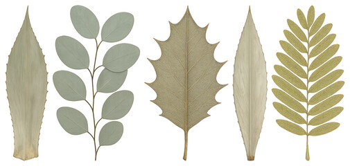 Fototapeta premium Diverse botanical leaf illustrations