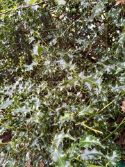 View of a vibrant holly bush with glossy green leaves. Perfect for seasonal, botanical, holiday, or nature-themed projects. Great for winter and Christmas visuals.