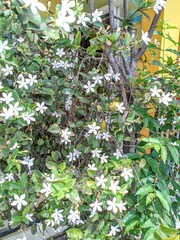 Close-up of blooming jasmine flowers with delicate white petals and lush green leaves in natural sunlight. Fragrant blossoms on a dense shrub create a fresh, serene garden scene.