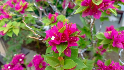 Bright pink bougainvillea flowers in bloom