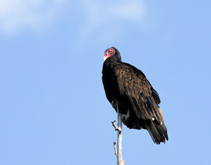 turkey vulture