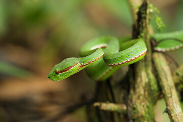 green Trimeresurus popeiorum snack on a branch