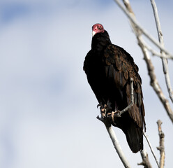 turkey vulture