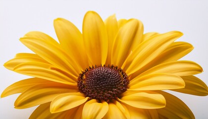 vibrant yellow daisy flower blossom close up macro shot white background