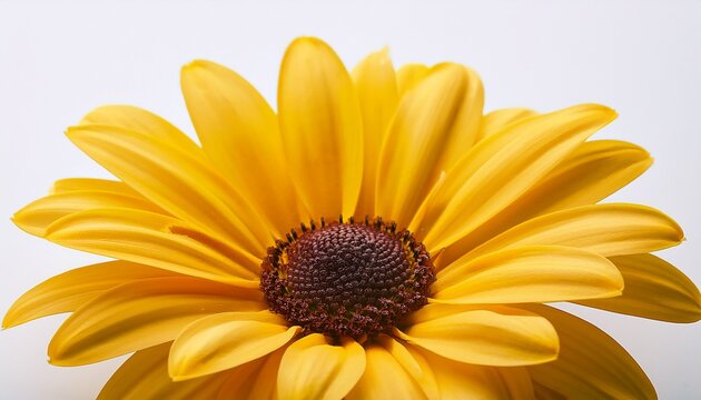 vibrant yellow daisy flower blossom close up macro shot white background