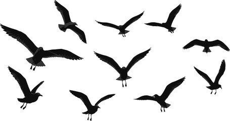 Flying seagull silhouettes collection, black bird in motion vector, realistic sea bird wings spread, isolated gulls illustration, nature clipart