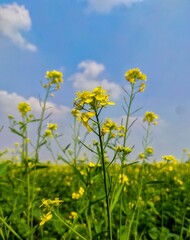 Close up photography of yellow mustard flower blooming on village agricultural field.