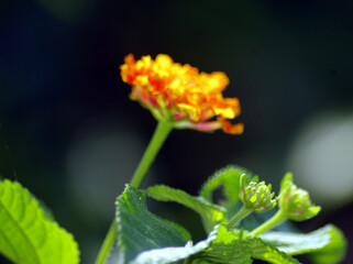 Panoramic red and yellow Lantana camara flowers 