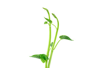 Green morning glory, natural food for Asian people, isolated on white background