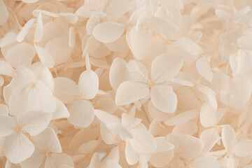 Macro photo of beige and white hydrangea flowers showing delicate petal texture