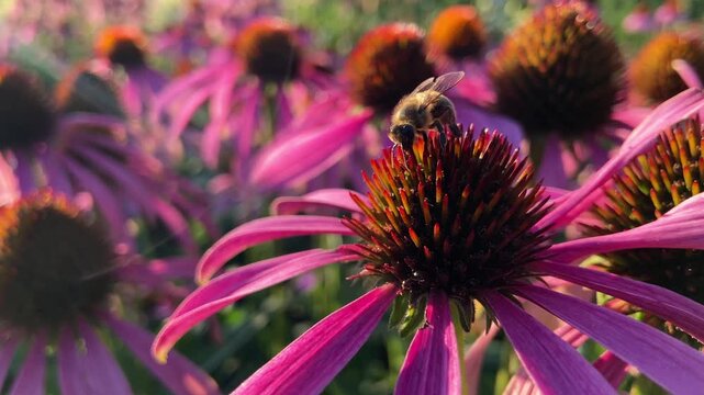 Bee Feeding on Purple Coneflower at Sunset with Lens Flare, Then Flying Away