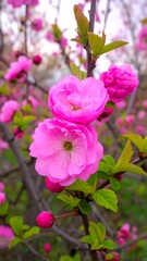 Close-up of delicate pink blossoms (3)