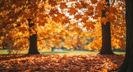 autumn leaves in the park
