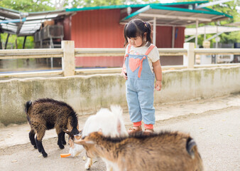 A cute little Asian girl is feeding carrots to goats on a farm,The farm animals were eating happily from the hands of a cute little child. 