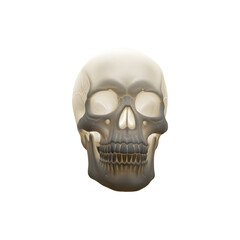 Realistic White Skull Halloween Decoration for Hauned House and Party Setup