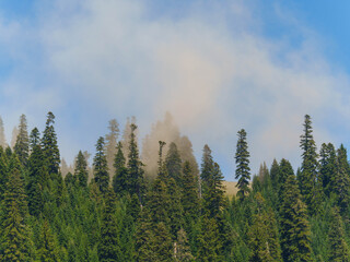 Tranquil View of Fog-Covered Hills and Forest