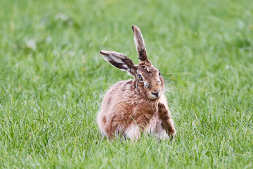 Brown Hare (Lepus europaeus). Taken in March near Salisbury, England.