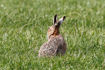 Brown Hare (Lepus europaeus). Taken in March near Salisbury, England.