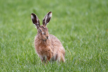 Brown Hare (Lepus europaeus). Taken in March near Salisbury, England.