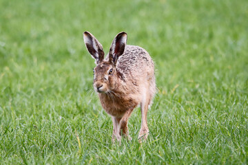 Brown Hare (Lepus europaeus). Taken in March near Salisbury, England.