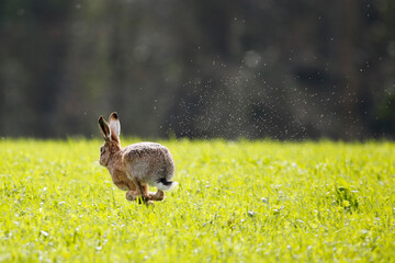 Brown Hare (Lepus europaeus). Taken in March near Salisbury, England.