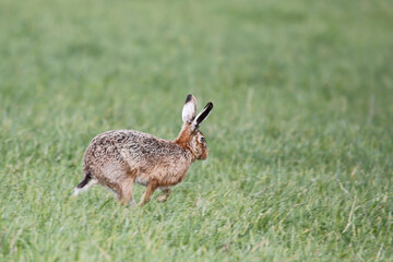 Brown Hare (Lepus europaeus). Taken in March near Salisbury, England.