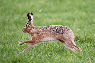 Brown Hare (Lepus europaeus). Taken in March near Salisbury, England.