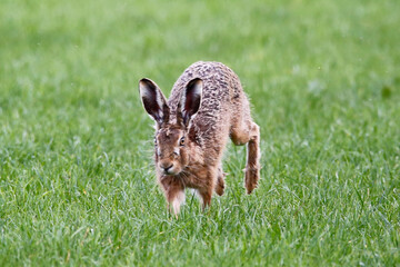 Brown Hare (Lepus europaeus). Taken in March near Salisbury, England.