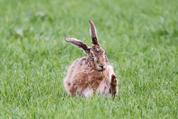 Brown Hare (Lepus europaeus). Taken in March near Salisbury, England.