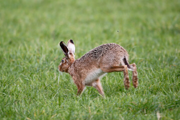 Brown Hare (Lepus europaeus). Taken in March near Salisbury, England.