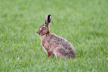 Brown Hare (Lepus europaeus). Taken in March near Salisbury, England.