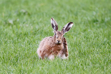 Brown Hare (Lepus europaeus). Taken in March near Salisbury, England.