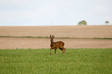 Roe Deer (Capreolus capreolus). Taken near Salisbury, England.