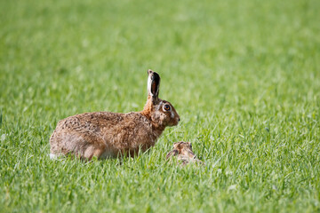 Brown Hare (Lepus europaeus). Taken in March near Salisbury, England.