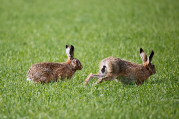 Brown Hare (Lepus europaeus). Taken in March near Salisbury, England.