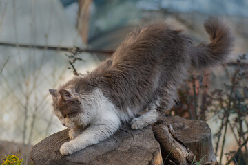 Portrait of a cat on the farm. Curious  cat in village