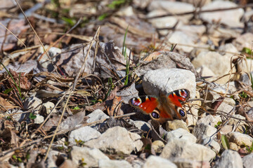 A vibrant butterfly rests on uneven rocky terrain surrounded by dry leaves
