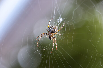 European garden spider resting on its web