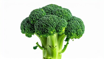 Fresh broccoli crown with green florets thick stalk crisp organic vegetable food isolated on white background
