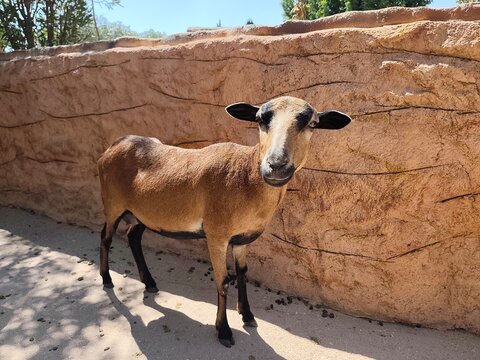 Photo of an adorable Cameroon dwarf sheep, a hardy West African breed known for its small size, self-shedding coat, and resilience, often kept for meat, grazing ability, and easy maintenance.