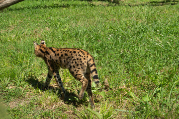 Silhouette Sauvage – Serval en marche au Zoo de Labenne