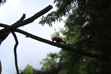 red panda